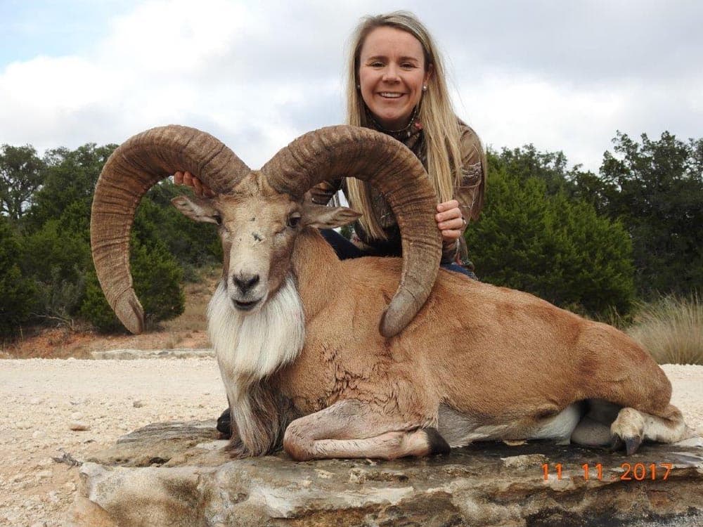 Transcaspian Urial Trophy