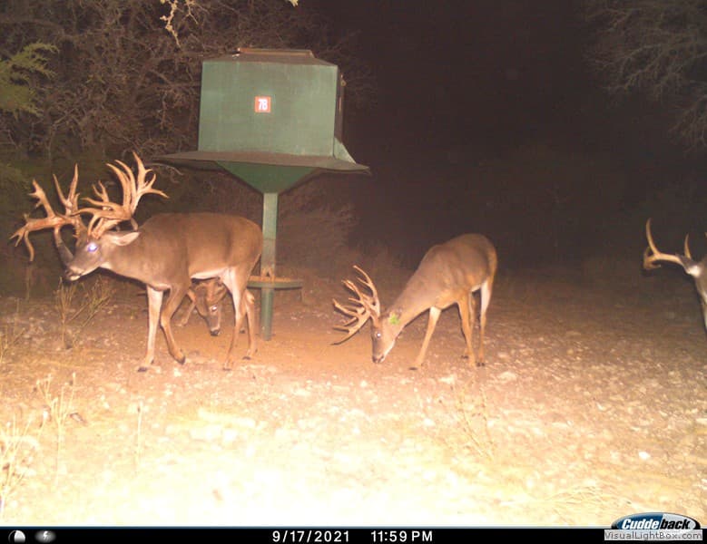 Multiple Mature Bucks