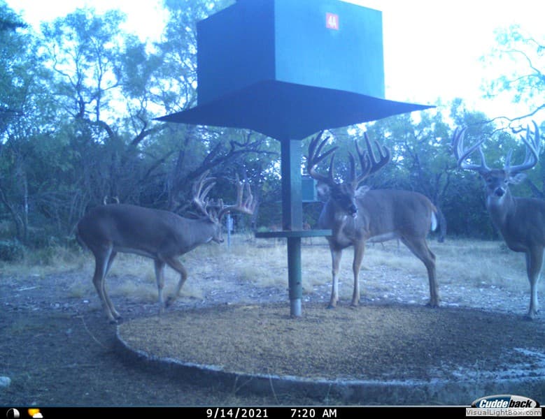 1 Mature, 2 Young Bucks
