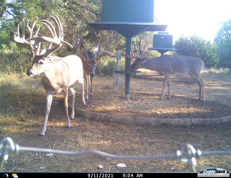 Multiple Bucks