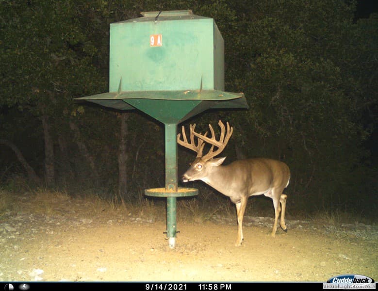 Young Buck #3