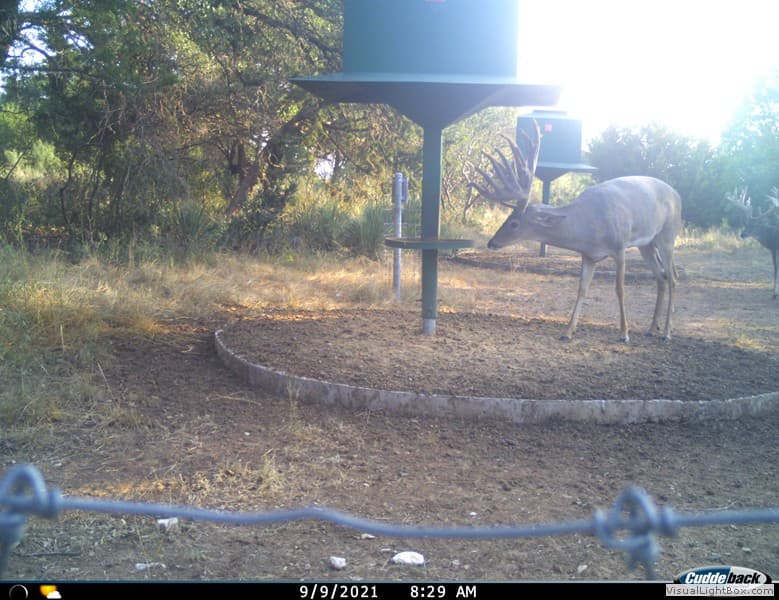 Potential Young Buck #4