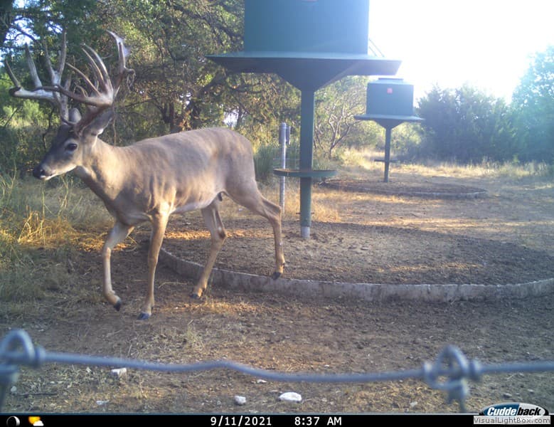 Potential Young Buck #5