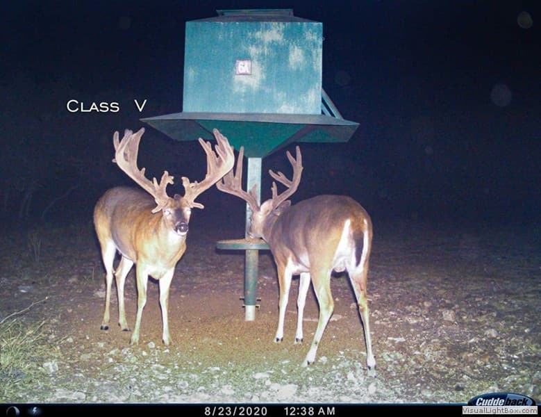 Class V Buck #2