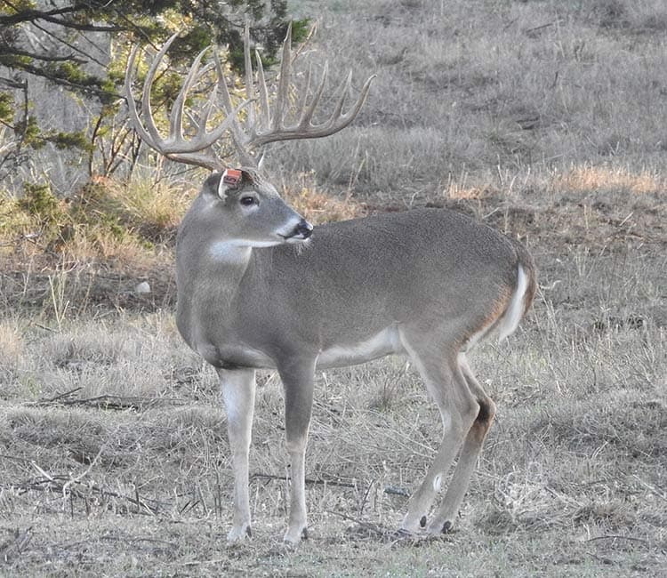 Salarita Monarch - 264"