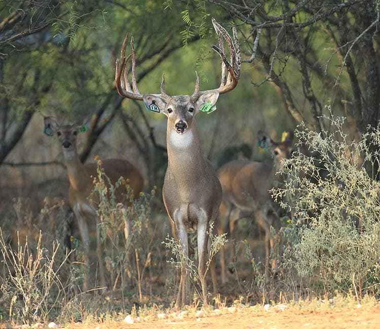 Salarita Guardrail - 220"