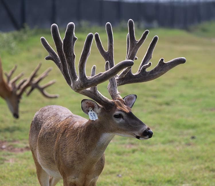 Salarita Supreme - 263"