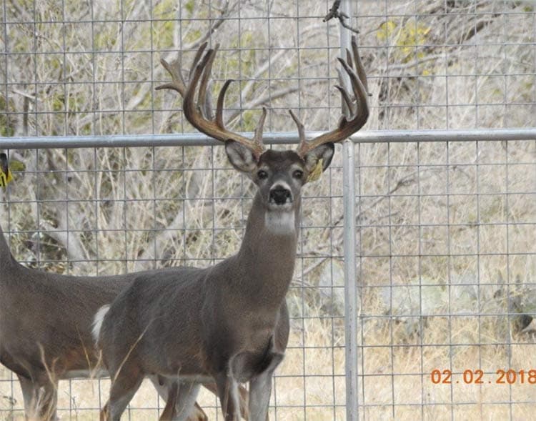 Salarita Bambi Yardstick