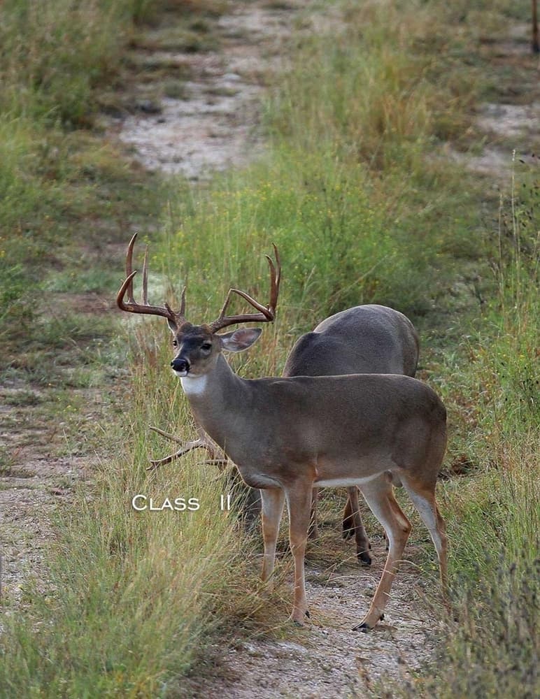 Class II Buck