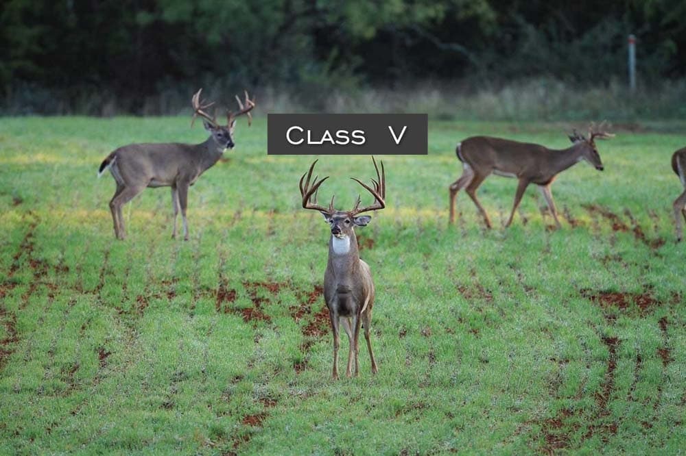 Class IV Buck