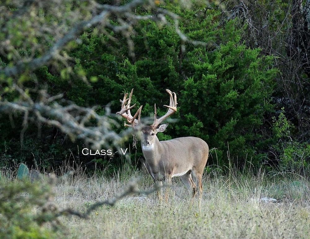 Class V Buck in Field