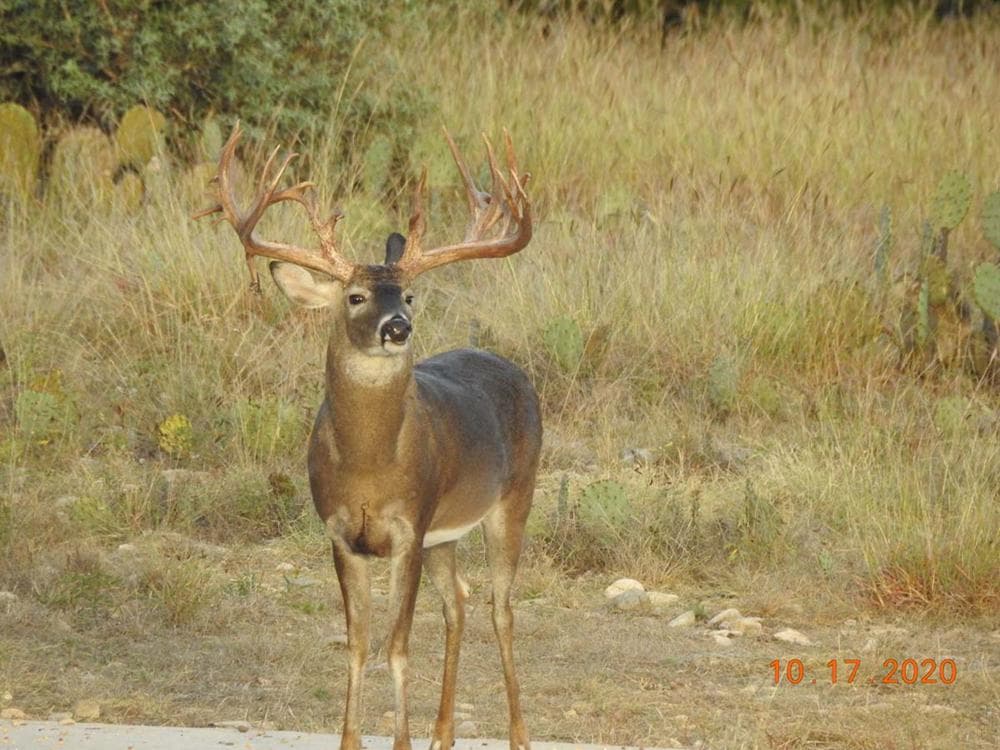 Future Trophy Buck