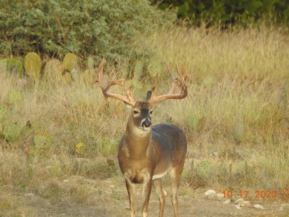 Future Trophy Buck 2