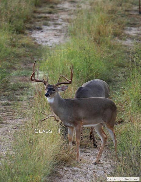 Class II Buck #002