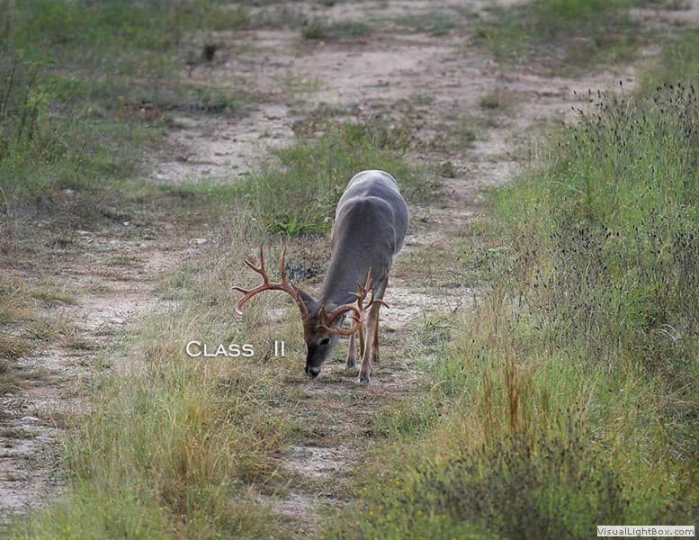 Class II Buck #003