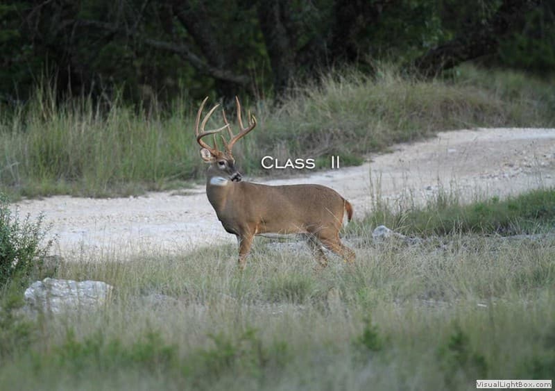 Class II Buck #004