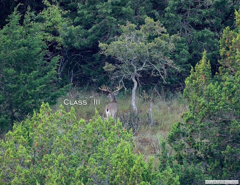Class III Buck #002