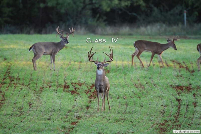 Class IV Buck #003