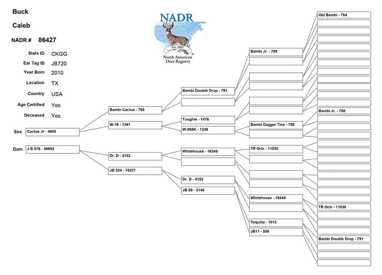 Salarita Caleb Pedigree