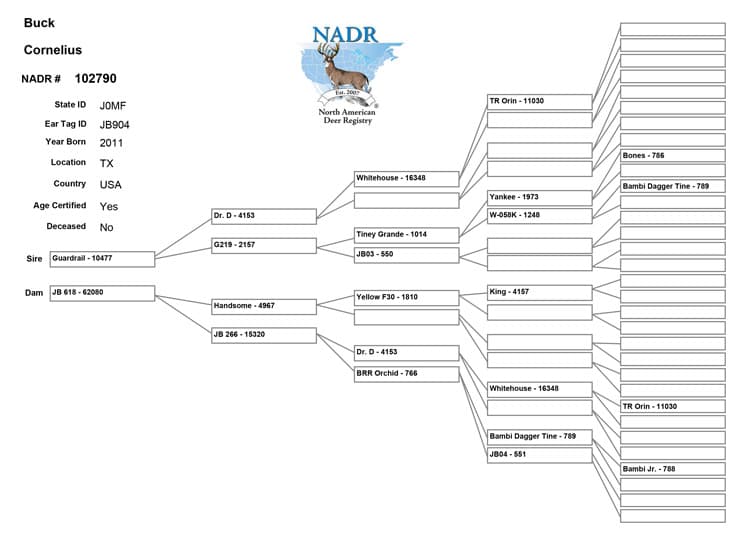 Salarita Cornelius Pedigree