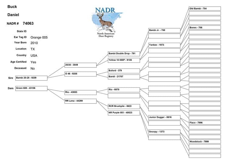Salarita Daniel Pedigree