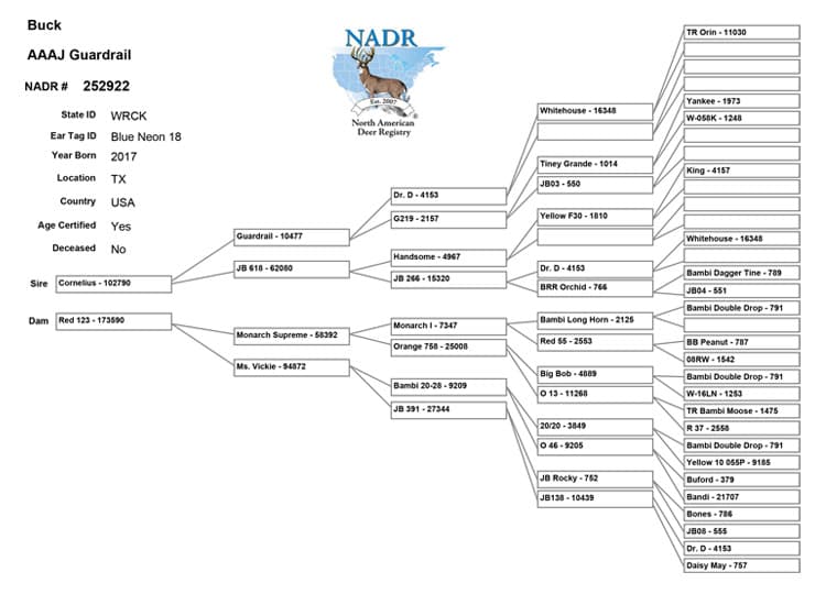 Salarita Guardrail Pedigree