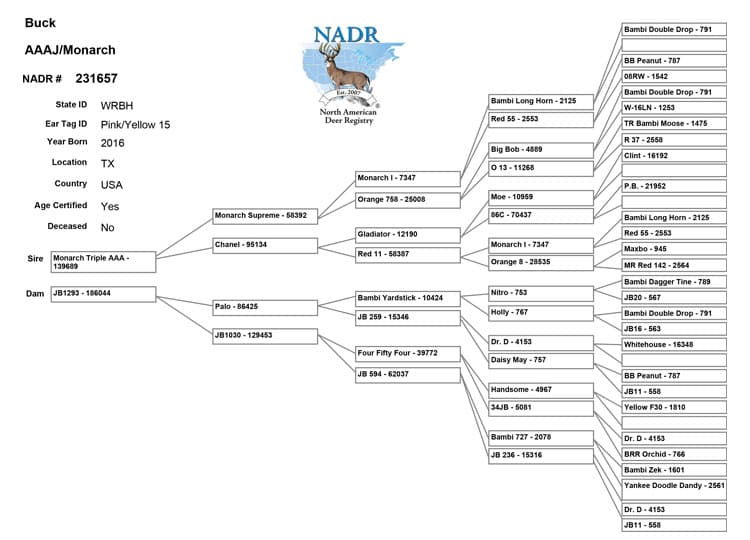 Salarita Monarch Pedigree