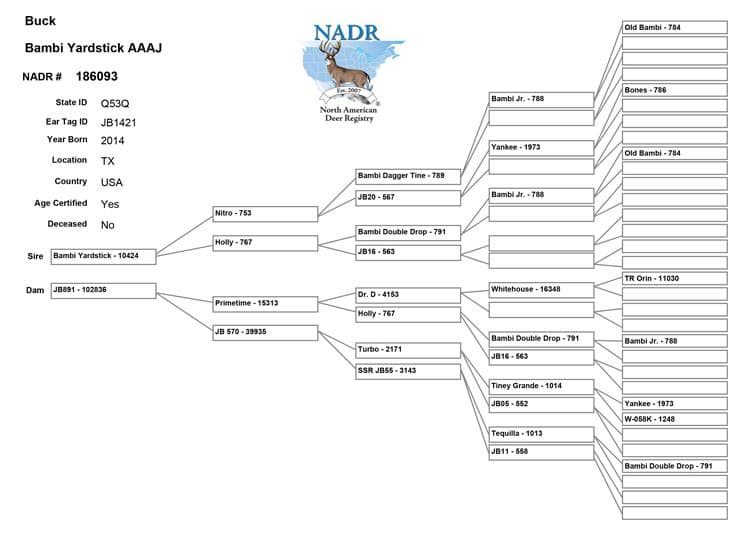 Salarita Yardstick Pedigree